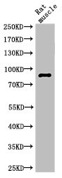 PARP1 Antibody
