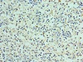 CLEC12A Antibody