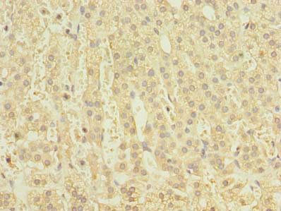 CLEC4C Antibody