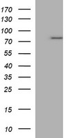 CLEC4E Antibody