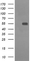 CLEC4E Antibody
