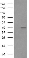 CLEC4E Antibody