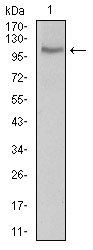 CLGN Antibody