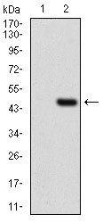 CLGN Antibody