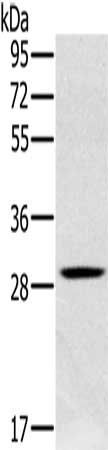 CLIC1 Antibody
