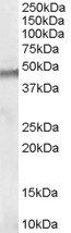 Clik1/STK35 Antibody