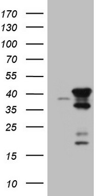 CLINT1 Antibody