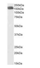 Restin/CLIP1, Biotinylated Antibody
