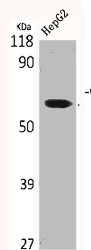 CLK2 Antibody