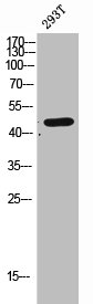 CLN5 Antibody