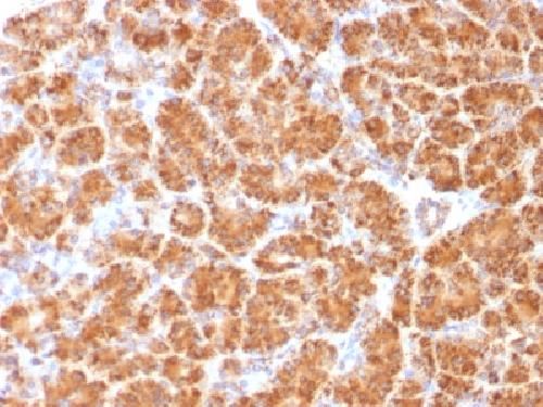 CLTA Antibody