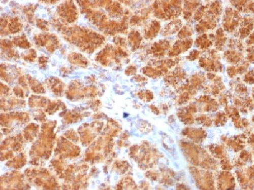 CLTA Antibody
