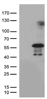 CLU Antibody