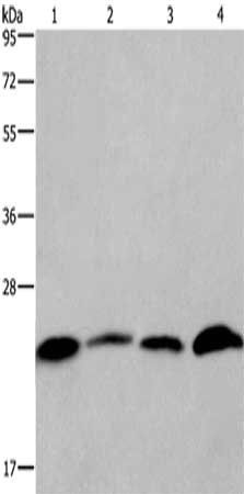 CMTM6 Antibody