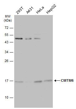 CKLF like MARVEL transmembrane domain containing 6 Antibody
