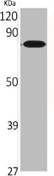 CNGA2 Antibody