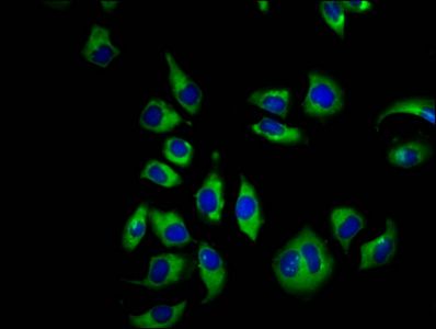 CNGB1 Antibody