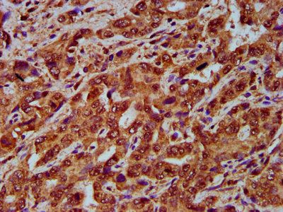 CNGB1 Antibody