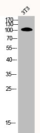 CNGB1 Antibody