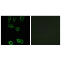 CNN2 Antibody