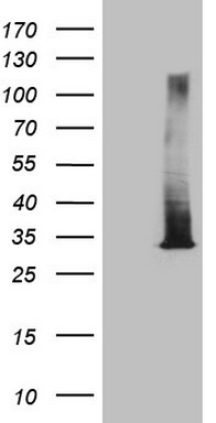 CNOT2 Antibody
