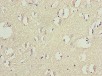 CNPY3 Antibody