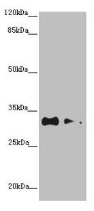 CNPY3 Antibody