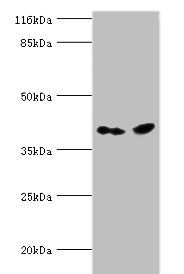CNTFR Antibody