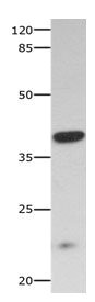 CNTFR Antibody