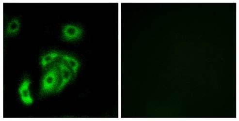 CNTN5 Antibody