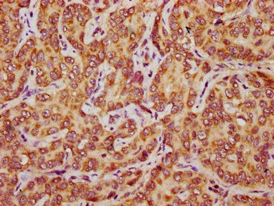 COA3 Antibody