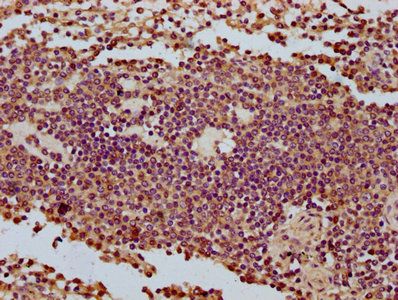 COA3 Antibody