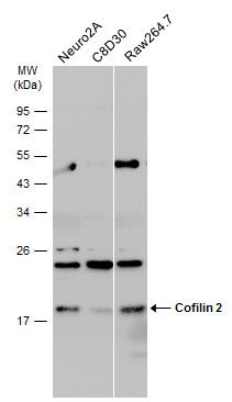 Cofilin 2 antibody