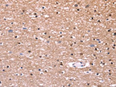 COL20A1 Antibody