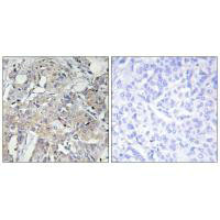 COL6A3 Antibody