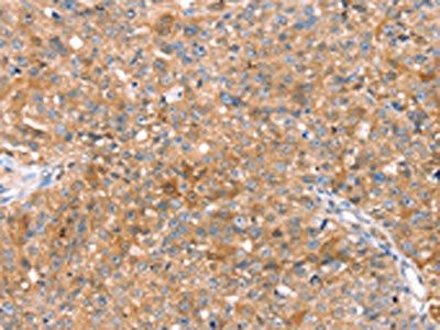 COLEC11 Antibody