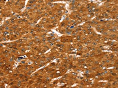 COLEC11 Antibody