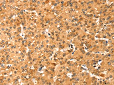 COLEC11 Antibody