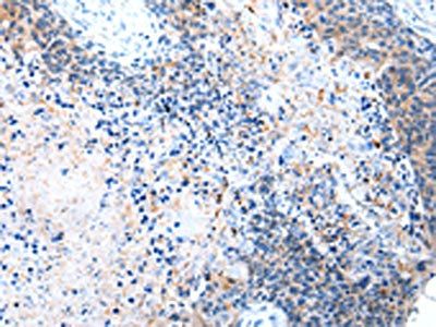 COLEC12 Antibody