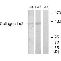 COL1A2 Antibody