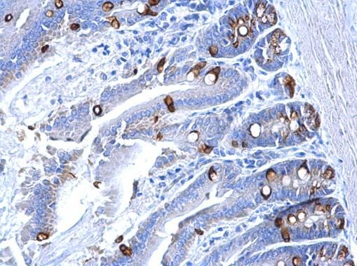 Collagen III antibody [C2C3-2], C-term