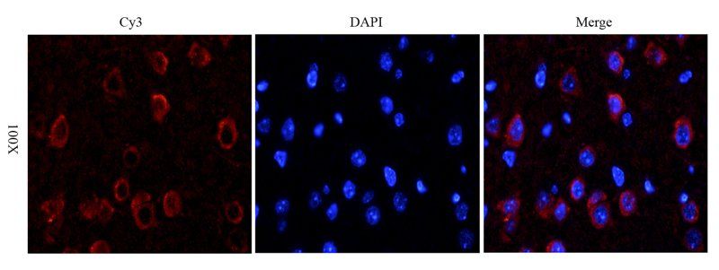 COL2A1 antibody