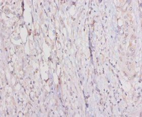 C1QTNF3 Antibody