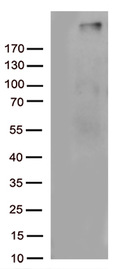 C4B Antibody