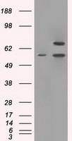 C4B Antibody