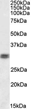 Cone-rod homeobox (C Terminus) Antibody