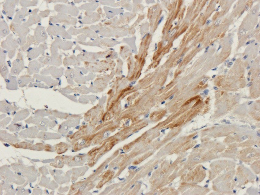 Connexin 40 Rabbit Polyclonal Antibody