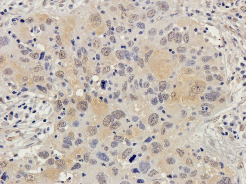 Connexin 40 Rabbit Polyclonal Antibody