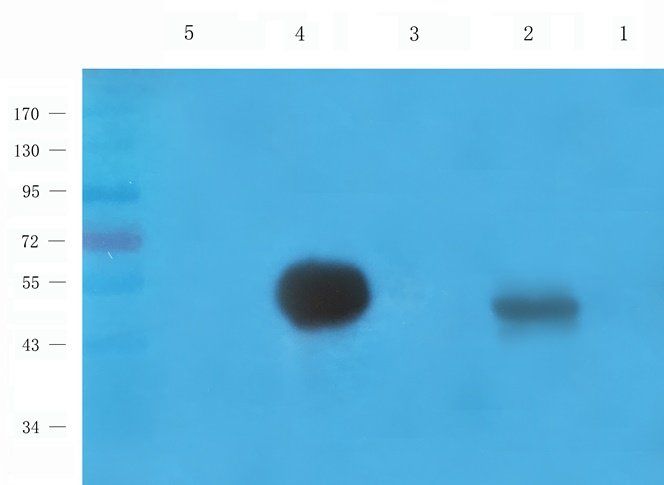 Connexin 40 Rabbit Polyclonal Antibody
