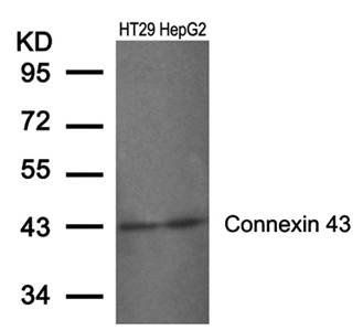 Connexin 43 Rabbit Polyclonal Antibody